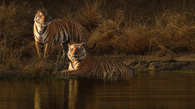 Which National Parks Are Reopening In October For Safari? Full List Here