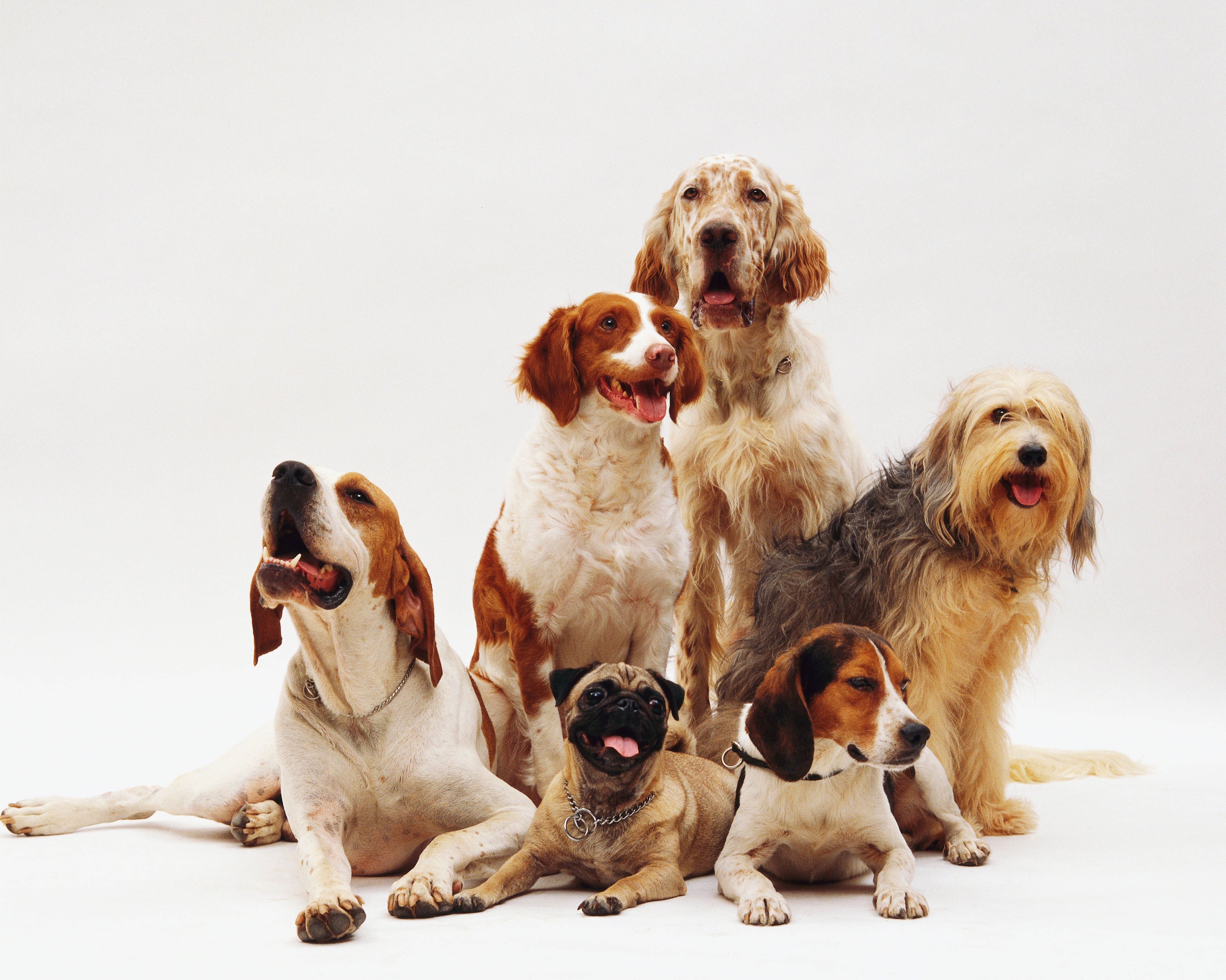 Rome's Fiumicino Airport Opens Luxury Dog Hotel For Traveling Pet Owners
