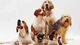 Rome's Fiumicino Airport Opens Luxury Dog Hotel For Travelling Pet Owners