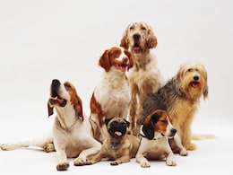 Rome's Fiumicino Airport Opens Luxury Dog Hotel For Travelling Pet Owners Rome's Fiumicino Airport Opens Luxury Dog Hotel For Travelling Pet Owners