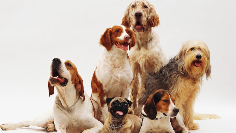 Rome's Fiumicino Airport Opens Luxury Dog Hotel For Travelling Pet Owners Rome's Fiumicino Airport Opens Luxury Dog Hotel For Travelling Pet Owners