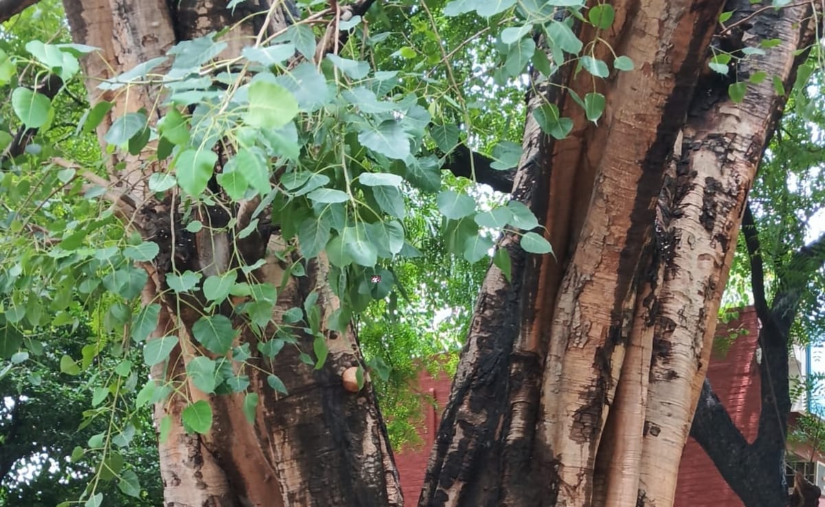 खांसी से लेकर, हार्ट और शुगर तक में फायदेमंद है पीपल, जान लीजिए इस चमत्कारी पेड़ के औषधीय फायदे