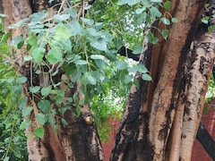 खांसी से लेकर, हार्ट और शुगर तक में फायदेमंद है पीपल, जान लीजिए इस चमत्कारी पेड़ के औषधीय फायदे