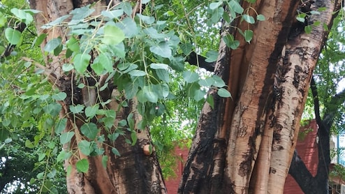 खांसी से लेकर, हार्ट और शुगर तक में फायदेमंद है पीपल, जान लीजिए इस चमत्कारी पेड़ के औषधीय फायदे