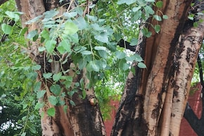 खांसी से लेकर, हार्ट और शुगर तक में फायदेमंद है पीपल, जान लीजिए इस चमत्कारी पेड़ के औषधीय फायदे