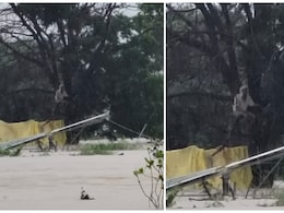 सैलाब के बीच घंटों फंसी रही जिंदगी, नांदेड़ में पेड़ पर चढ़े बुजुर्ग को घंटों बाद बचाया गया सैलाब के बीच घंटों फंसी रही जिंदगी, नांदेड़ में पेड़ पर चढ़े बुजुर्ग को घंटों बाद बचाया गया