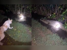 घर में घुसा था 8 फीट लंबा मगरमच्छ, सामने पड़ा पालतू कुत्ता और हो गई जंग; जब जागा मकान मालिक तो... घर में घुसा था 8 फीट लंबा मगरमच्छ, सामने पड़ा पालतू कुत्ता और हो गई जंग; जब जागा मकान मालिक तो...