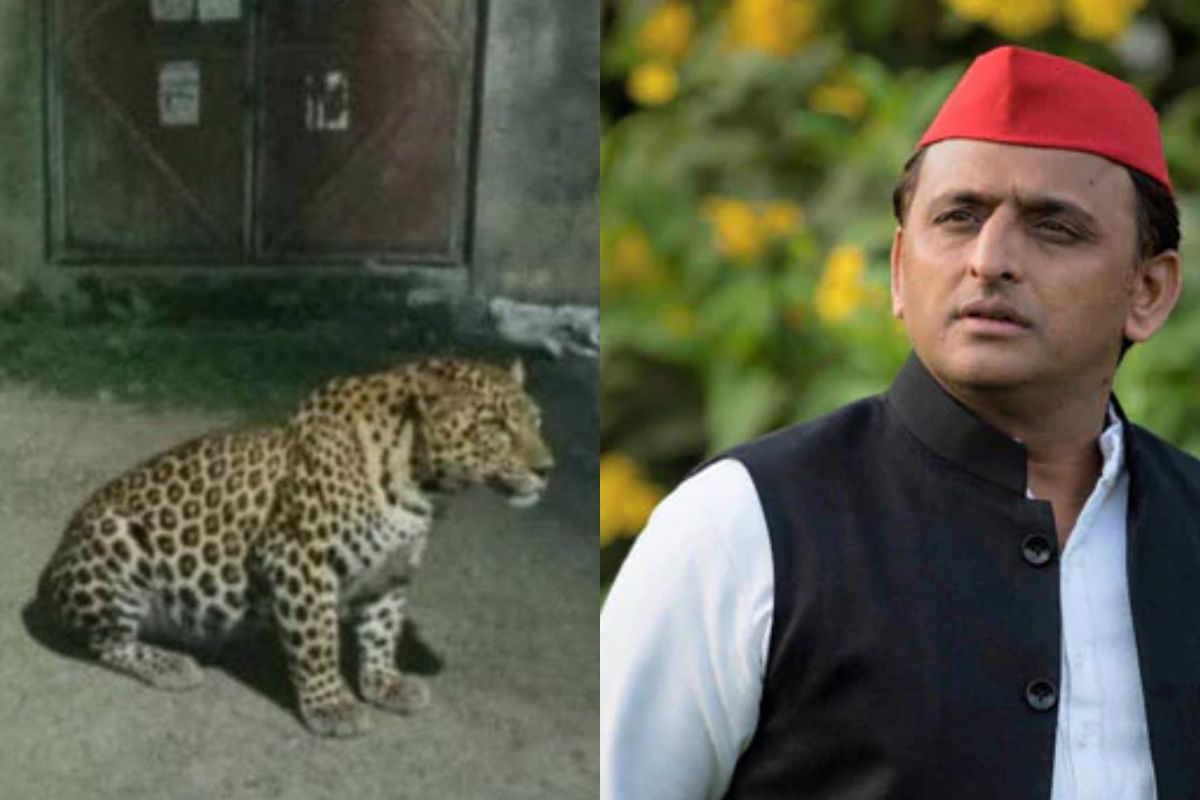 UP News: लखनऊ में तेंदुए के वायरल वीडियो की सच्चाई आई सामने, अखिलेश यादव भी आ गए झांसे में