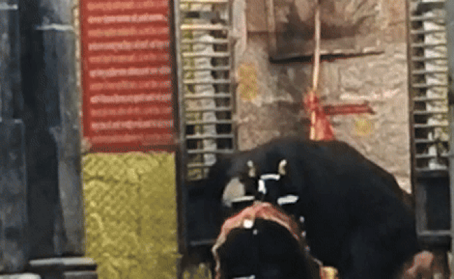 Watch Video: भोलेनाथ की भक्ति में डूबा भालू, पूजा करने पहुंचा ऋषिकेश मंदिर; नजारा देख लोगों ने कहा 'जय महादेव'