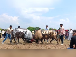 उज्जैन में प्रतिबंध के बावजूद हुआ पाड़ों का दंगल,घंटों तक गायब रही पुलिस उज्जैन में प्रतिबंध के बावजूद हुआ पाड़ों का दंगल,घंटों तक गायब रही पुलिस