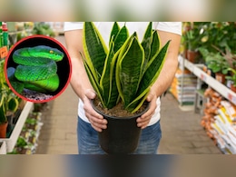 स्नेक प्लांट और सांपों का क्या है कनेक्शन? इसे घर के अंदर लगाना सही या गलत
