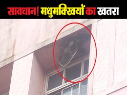 Ujjain News: चरक भवन हॉस्पिटल में मधुमक्खियां का खतरा; शिशु वार्ड के पास इतने छत्ते, CMHO ने ये कहा Ujjain News: चरक भवन हॉस्पिटल में मधुमक्खियां का खतरा; शिशु वार्ड के पास इतने छत्ते, CMHO ने ये कहा