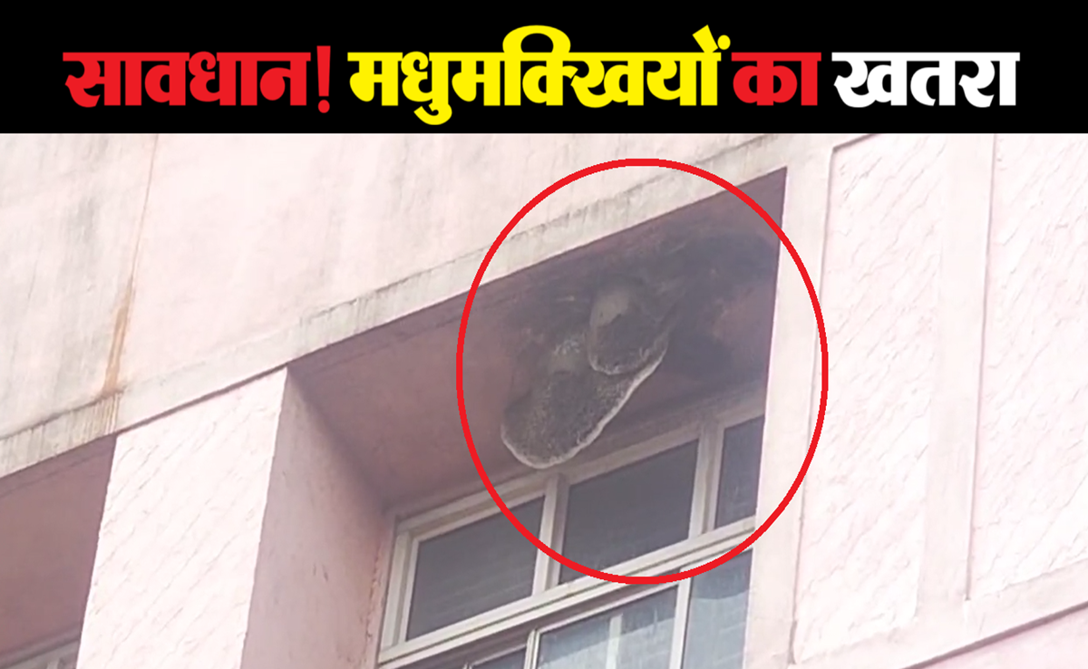 Ujjain News: चरक भवन हॉस्पिटल में मधुमक्खियां का खतरा; शिशु वार्ड के पास इतने छत्ते, CMHO ने ये कहा