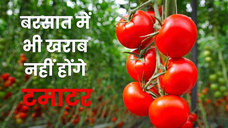 बरसात में टमाटर रहेंगे 15 दिन तक ताजे, बस अपनाएं ये फ्रेश रखने के देसी नुस्खे बरसात में टमाटर रहेंगे 15 दिन तक ताजे, बस अपनाएं ये फ्रेश रखने के देसी नुस्खे