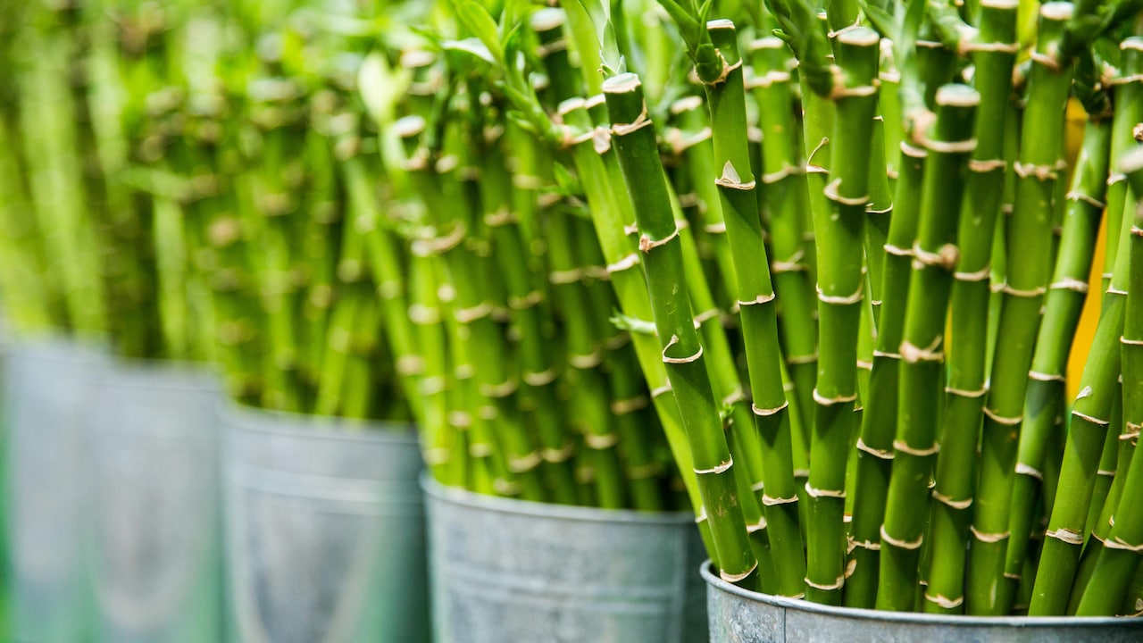 Bamboo Plants At Home: The Vastu And Feng Shui Benefits