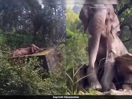 वॉटर टैंक में जा गिरा हाथी, वन अधिकारियों ने ऐसे किया रेस्क्यू, वायरल Video देख लोग कर रहे तारीफ वॉटर टैंक में जा गिरा हाथी, वन अधिकारियों ने ऐसे किया रेस्क्यू, वायरल Video देख लोग कर रहे तारीफ