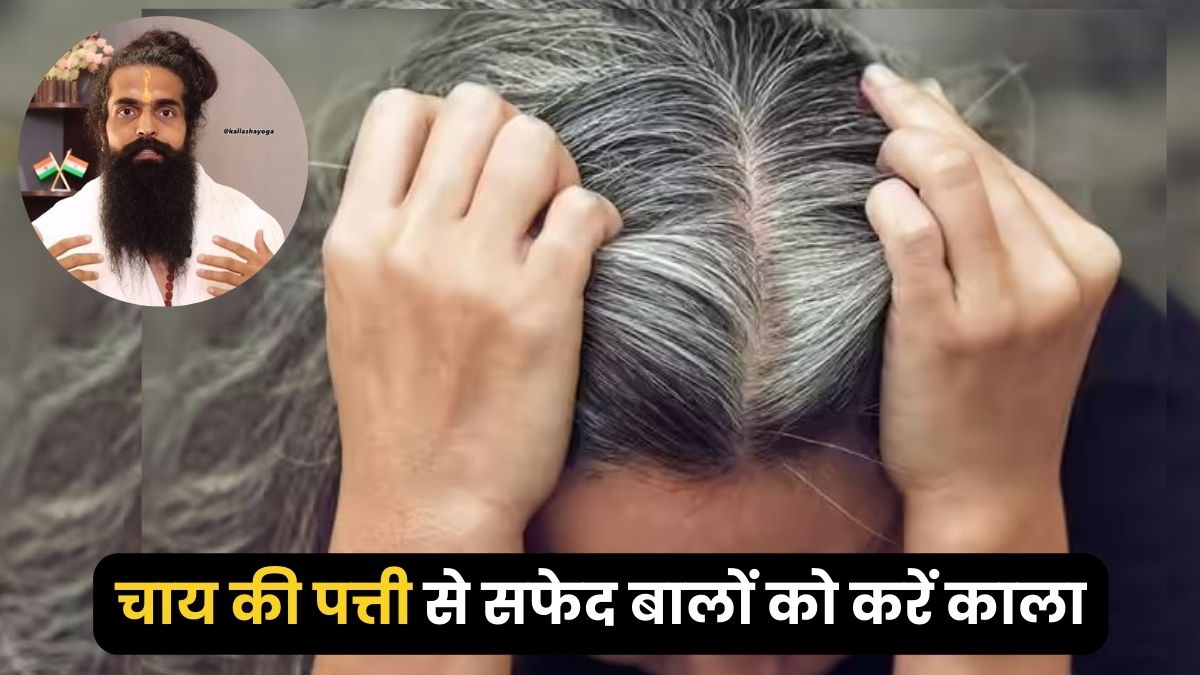 बस चाय पत्ती में मिलाकर लगा लो ये 1 चीज, हर 1 सफेद बाल हो जाएगा काला और मजबूत