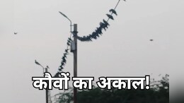 श्राद्ध के दौरान श्रद्धालुओं को नहीं मिल रहे कौवे, लेकिन उज्जैन के इस टीचर की आवाज पर आ जाता है पूरा झुंड