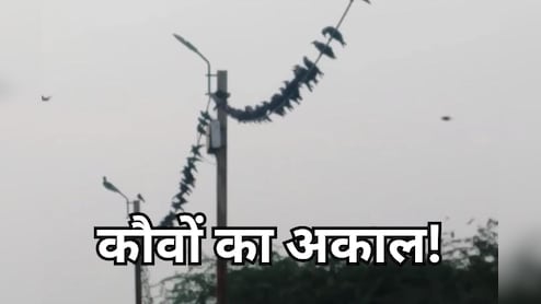 श्राद्ध के दौरान श्रद्धालुओं को नहीं मिल रहे कौवे, लेकिन उज्जैन के इस टीचर की आवाज पर आ जाता है पूरा झुंड