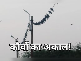 श्राद्ध के दौरान श्रद्धालुओं को नहीं मिल रहे कौवे, लेकिन उज्जैन के इस टीचर की आवाज पर आ जाता है पूरा झुंड श्राद्ध के दौरान श्रद्धालुओं को नहीं मिल रहे कौवे, लेकिन उज्जैन के इस टीचर की आवाज पर आ जाता है पूरा झुंड