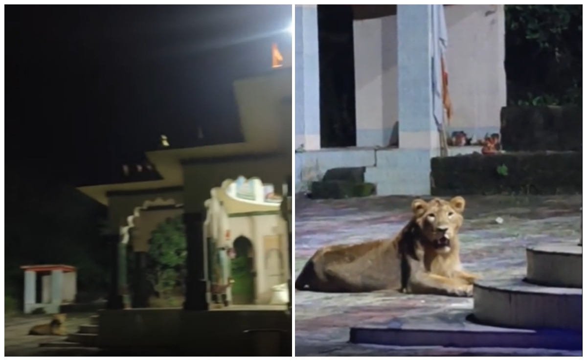 मंदिर के बाहर 'भक्ति में लीन' बैठा दिखा खूंखार शेर, वीडियो हो रहा वायरल