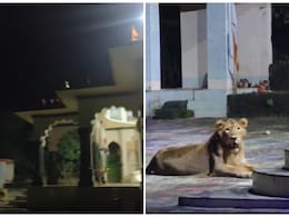 मंदिर के बाहर 'भक्ति में लीन' बैठा दिखा खूंखार शेर, वीडियो हो रहा वायरल मंदिर के बाहर 'भक्ति में लीन' बैठा दिखा खूंखार शेर, वीडियो हो रहा वायरल