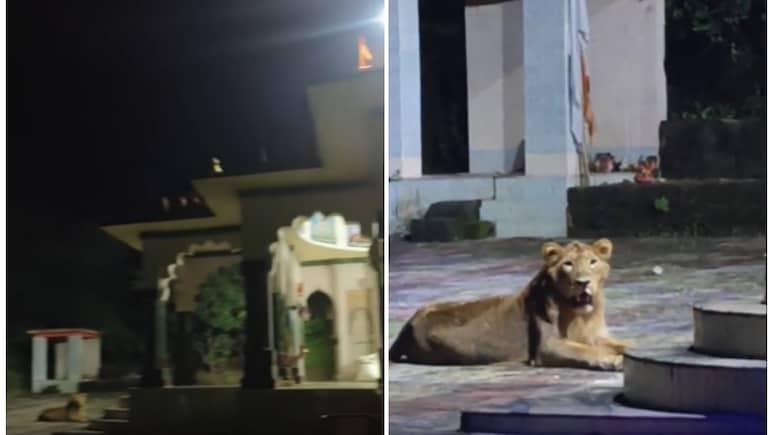 मंदिर के बाहर 'भक्ति में लीन' बैठा दिखा खूंखार शेर, वीडियो हो रहा वायरल मंदिर के बाहर 'भक्ति में लीन' बैठा दिखा खूंखार शेर, वीडियो हो रहा वायरल