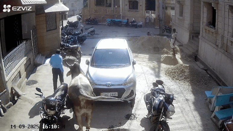 पीछे से सींग मारकर उछाला, मुंह के बल जमीन पर गिरे, राजस्थान के बालोतरा में आवारा सांड ने ली बुजुर्ग की जान