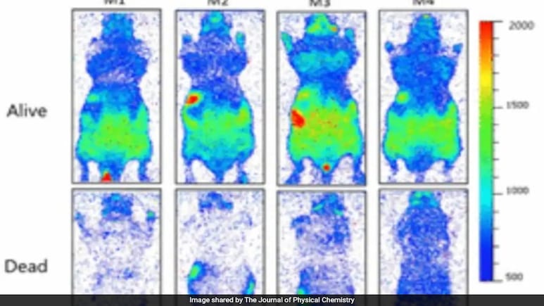 Our Bodies Emit A Faint Visible Light That Fades When We Die, Suggests Study Our Bodies Emit A Faint Visible Light That Fades When We Die, Suggests Study