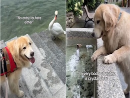 Golden Retriever's Culture Shock In Switzerland Gets Love From Internet Golden Retriever's Culture Shock In Switzerland Gets Love From Internet