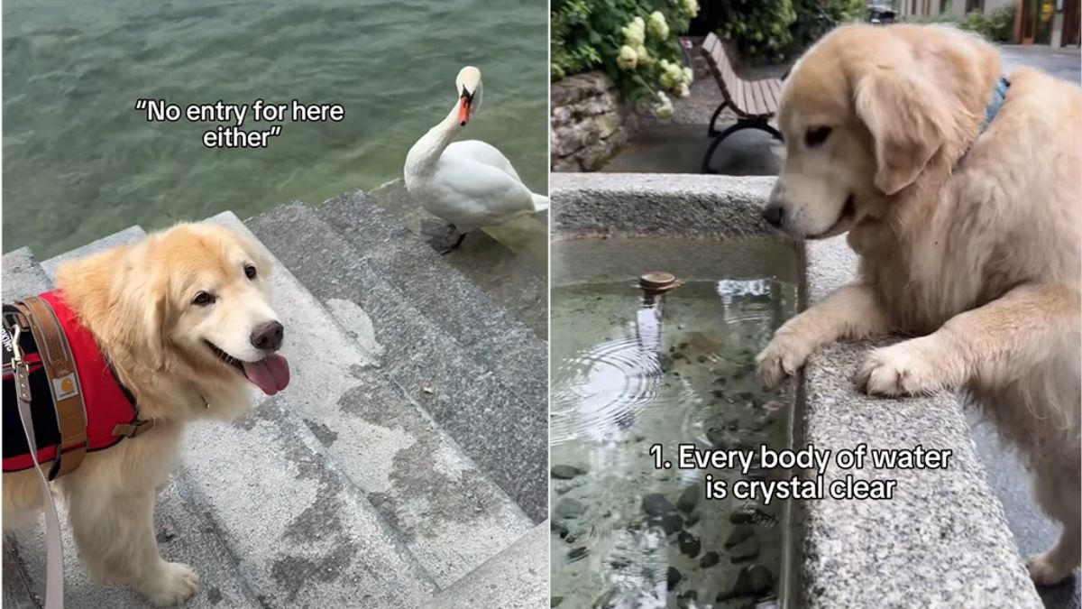 Golden Retriever's Culture Shock In Switzerland Gets Love From Internet