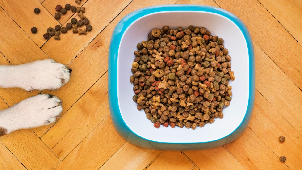 Best Pet Supplies on Amazon Great Indian Festival