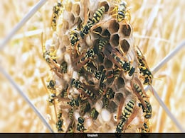Over 1,000 Wasp Stings Kill Two Children In China, Beekeeper Faces Charges Over 1,000 Wasp Stings Kill Two Children In China, Beekeeper Faces Charges