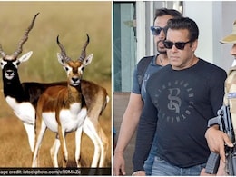 Blackbuck Poaching Case: सलमान खान की किस्मत का फैसला आज? 25 साल पुराने काला हिरण शिकार मामले में हाईकोर्ट में अहम सुनवाई Blackbuck Poaching Case: सलमान खान की किस्मत का फैसला आज? 25 साल पुराने काला हिरण शिकार मामले में हाईकोर्ट में अहम सुनवाई