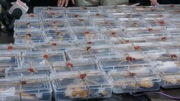 14.8 किलो सोना और लगभग 5 लाख रुपये की बैंक डकैती का सरगना राजेश गिरफ्तार, दास गैंग पर बड़ा खुलासा