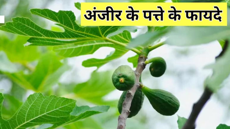 खाली पेट अंजीर के पत्ते खाने से क्या होता है?