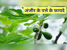 खाली पेट अंजीर के पत्ते खाने से क्या होता है? खाली पेट अंजीर के पत्ते खाने से क्या होता है?