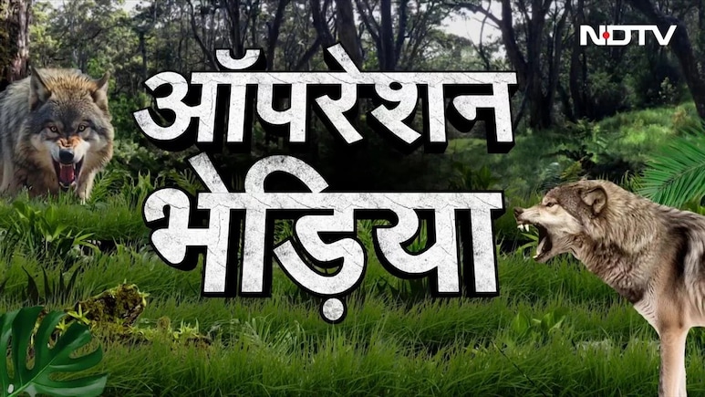 बहराइच में आदमख़ोर भेड़िए का आतंक खत्म, सीएम योगी ने जिंदा या मुर्दा पकड़ने का दिया था आदेश