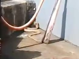 8-Foot-Long Rare White Cobra Rescued From Odisha Home 8-Foot-Long Rare White Cobra Rescued From Odisha Home