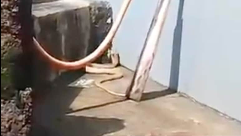 8-Foot-Long Rare White Cobra Rescued From Odisha Home 8-Foot-Long Rare White Cobra Rescued From Odisha Home