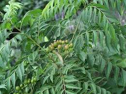 'मीठी नीम के पत्तों' में छिपे हैं कई गुण, दिया गया है 'नेचुरल इंसुलिन बूस्टर' का नाम