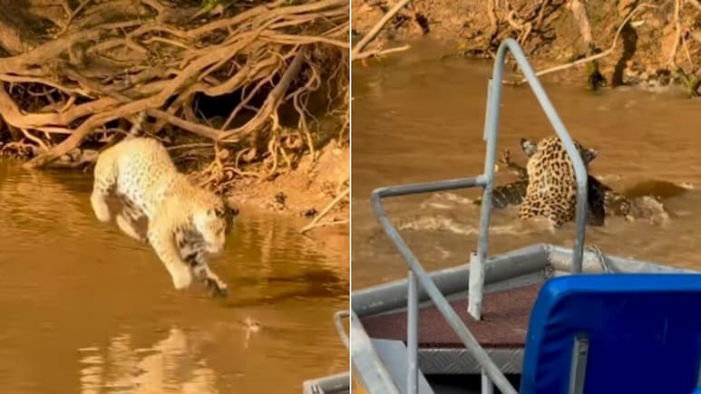पेड़ पर चढ़े चीते ने पानी में लगाई छलांग, फिर विशाल मगरमच्छ को जबड़े में दबाकर निकला बाहर, Video दिल दहला देगा