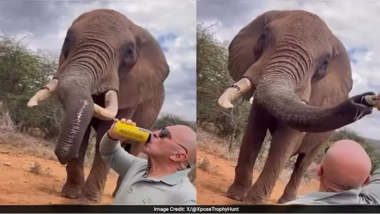 टूरिस्ट ने हाथी की सूंड में डाला बीयर, सोशल मीडिया पर वायरल Video देख भड़के लोग, बोले- ऐसी सजा दो कि... टूरिस्ट ने हाथी की सूंड में डाला बीयर, सोशल मीडिया पर वायरल Video देख भड़के लोग, बोले- ऐसी सजा दो कि...