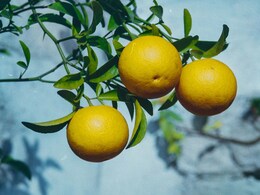 सिर्फ ये तरकीब अपना लीजिए,  पुरानी से पुरानी सर्दी खांसी हो जाएगी उड़न छू