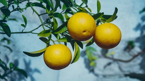 सिर्फ ये तरकीब अपना लीजिए,  पुरानी से पुरानी सर्दी खांसी हो जाएगी उड़न छू