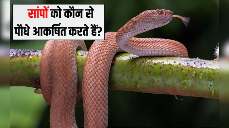 सांपों को आकर्षित करते हैं ये 7 पेड़, घर के पास हैं तो आज ही उखाड़ फेंक दें, वरना ...डंस लेगा
