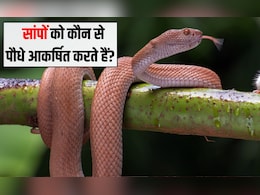 सांपों को आकर्षित करते हैं ये 7 पेड़, घर के पास हैं तो आज ही उखाड़ फेंक दें, वरना ...डंस लेगा सांपों को आकर्षित करते हैं ये 7 पेड़, घर के पास हैं तो आज ही उखाड़ फेंक दें, वरना ...डंस लेगा