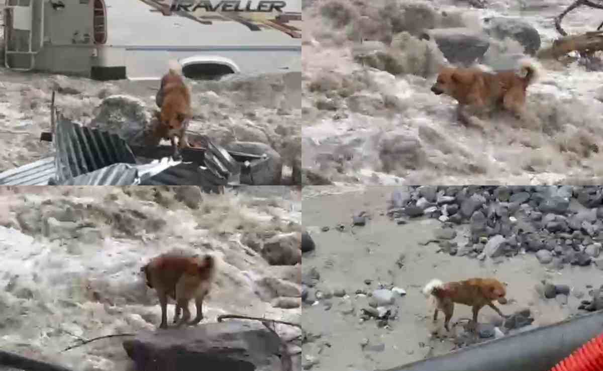 कभी चट्टानों का सहारा तो कभी पानी में तैरता... मनाली के भयंकर बाढ़ में फंसा कुत्ता, देखिए कैसे बची जान