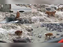 कभी चट्टानों का सहारा तो कभी पानी में तैरता... मनाली के भयंकर बाढ़ में फंसा कुत्ता, देखिए कैसे बची जान कभी चट्टानों का सहारा तो कभी पानी में तैरता... मनाली के भयंकर बाढ़ में फंसा कुत्ता, देखिए कैसे बची जान