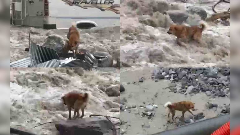 कभी चट्टानों का सहारा तो कभी पानी में तैरता... मनाली के भयंकर बाढ़ में फंसा कुत्ता, देखिए कैसे बची जान कभी चट्टानों का सहारा तो कभी पानी में तैरता... मनाली के भयंकर बाढ़ में फंसा कुत्ता, देखिए कैसे बची जान